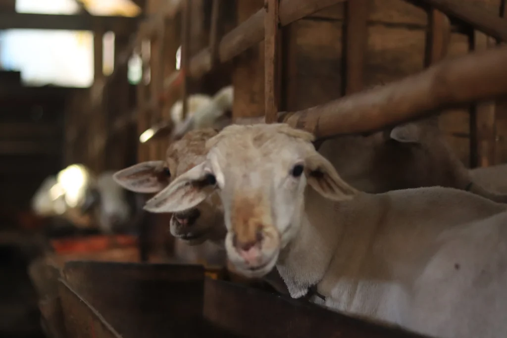 QURBAN YATIM MANDIRI